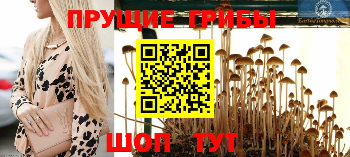 Галлюциногенные грибы Psilocybe Ипатово